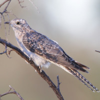 Pallid Cuckoo